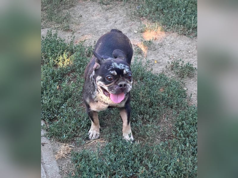 Silver, gut gelaunte Französische Bulldogge geb. 06/2021