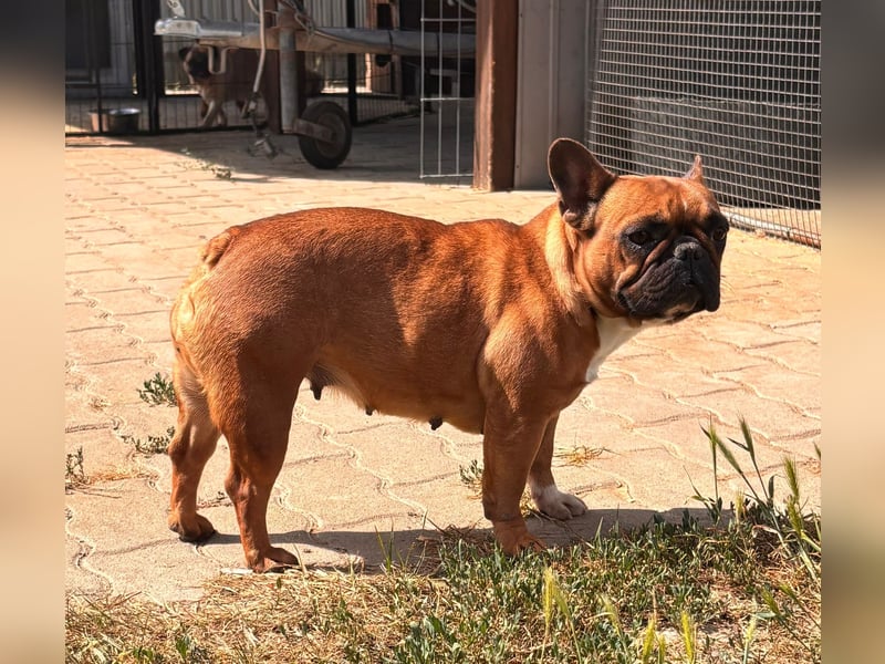 Aura, liebe, etwas schüchterne Französische Bulldogge geb. 06/2021