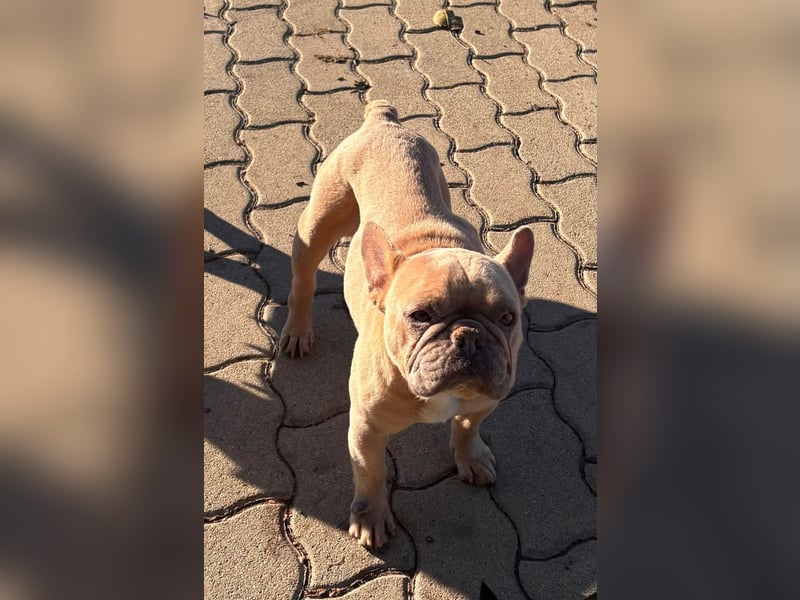 Pearl, freundliche, aufgeschlossene Französische Bulldogge geb. 05/2020
