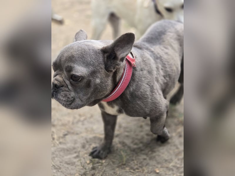 Micella, süße, liebe Französische Bulldogge geb. 04/2024
