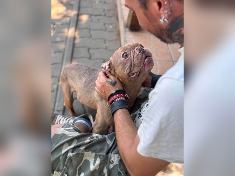 Diamond, freundlicher Französische Bulldoggen Rüde geb. 04/2019