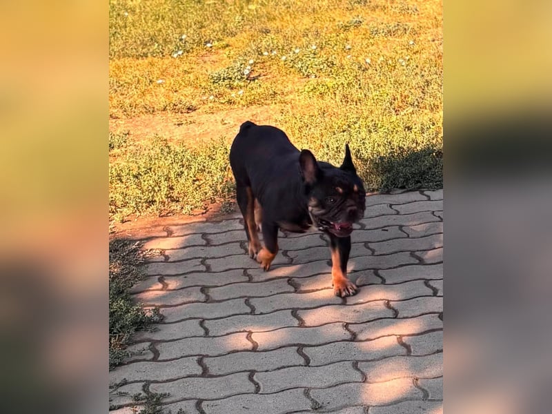 Star, fröhliche Französische Bulldogge geb. 09/2022