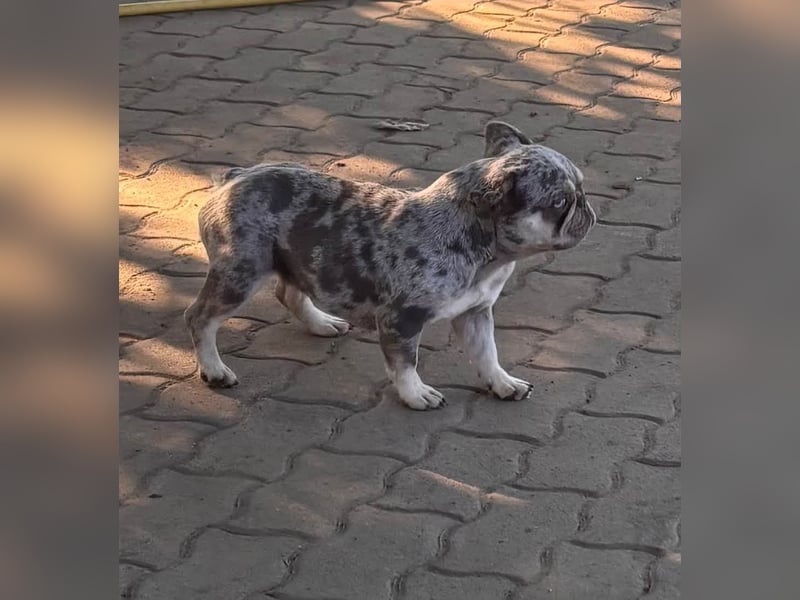 Gina, bildhübsche Französische Bulldogge geb. 01/2023