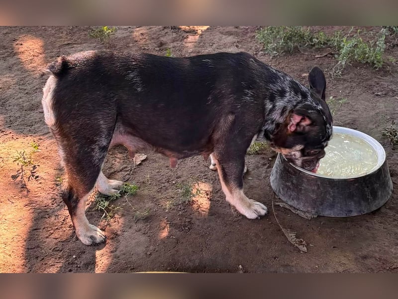 Silver, gut gelaunte Französische Bulldogge geb. 06/2021