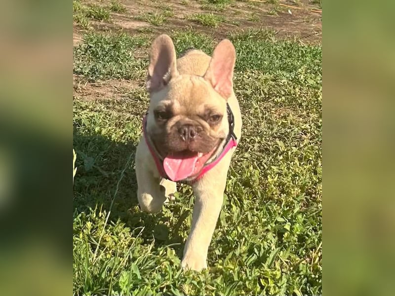 Carlo, fröhlicher Französisch Bulldoggen Welpe geb. 04/2026