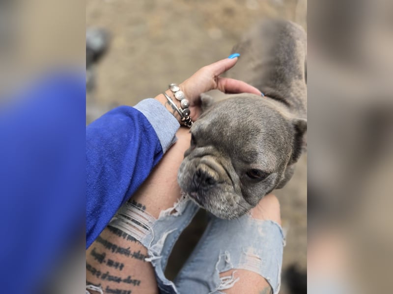 Micella, süße, liebe Französische Bulldogge geb. 04/2024