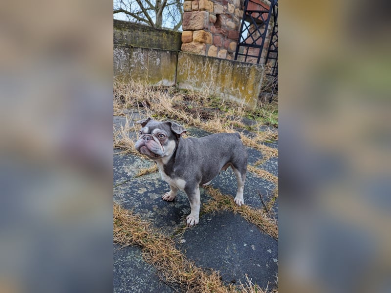 Mimi, tolle Französische Bulldogge geb. 2022