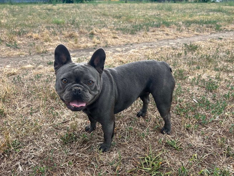 Elli, fröhliche, verspielte Französische Bulldogge geb 01/2025