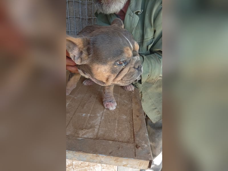 Kolbasz, freundliche Französische Bulldogge geb. 06/2025