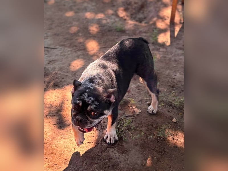 Silver, gut gelaunte Französische Bulldogge geb. 06/2021