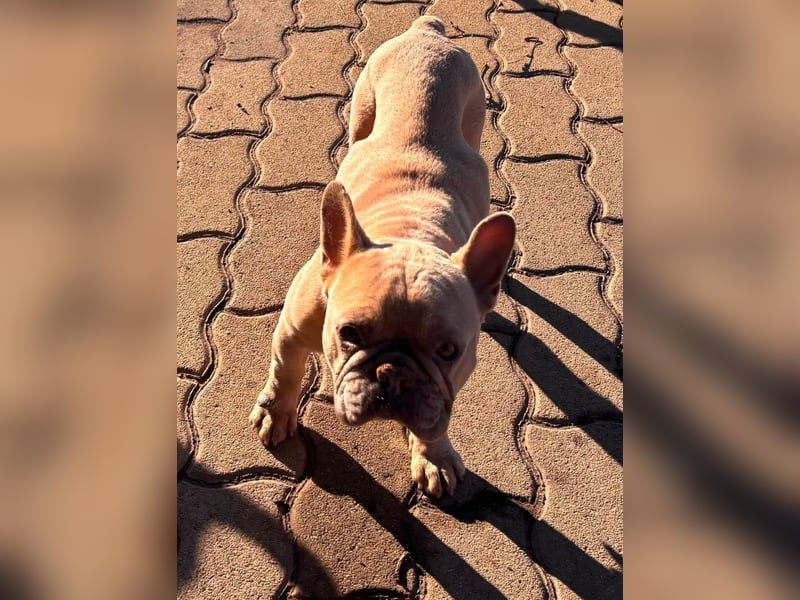 Pearl, freundliche, aufgeschlossene Französische Bulldogge geb. 05/2020