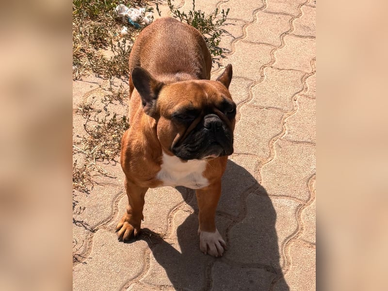 Aura, liebe, etwas schüchterne Französische Bulldogge geb. 06/2021