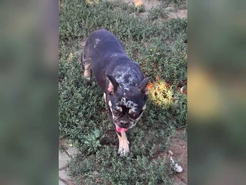 Silver, gut gelaunte Französische Bulldogge geb. 06/2021