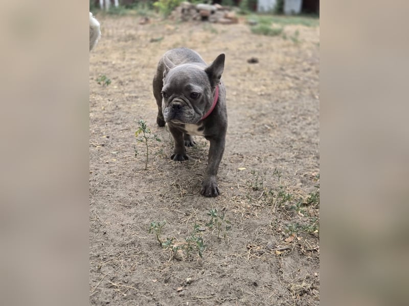 Micella, süße, liebe Französische Bulldogge geb. 04/2024