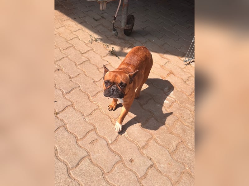 Aura, liebe, etwas schüchterne Französische Bulldogge geb. 06/2021