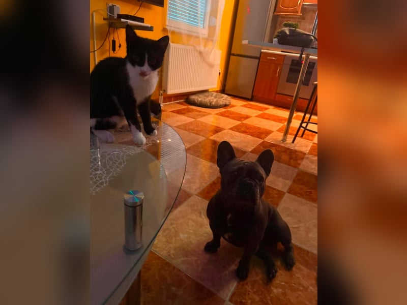 Elli, fröhliche, verspielte Französische Bulldogge geb 01/2025