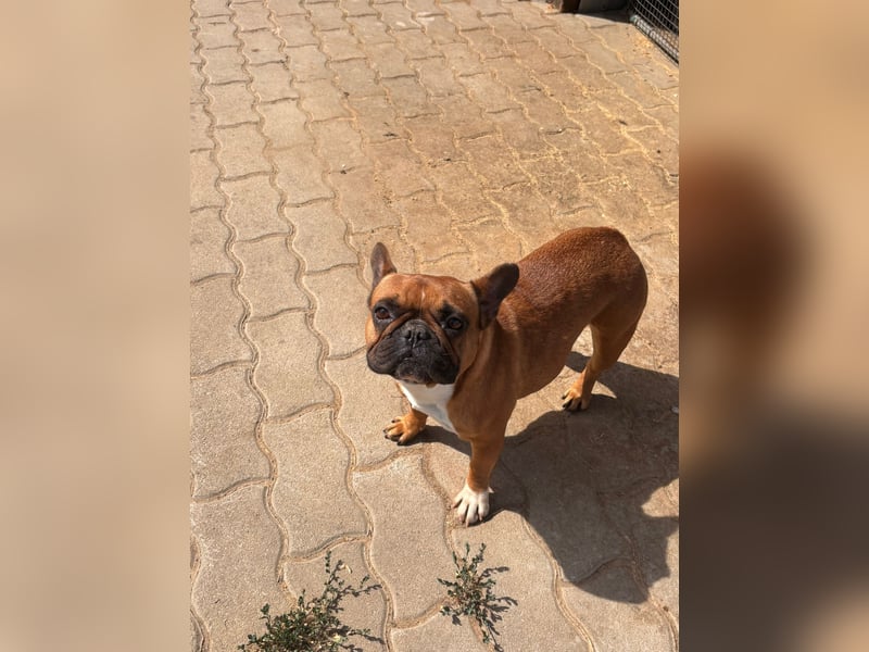 Aura, liebe, etwas schüchterne Französische Bulldogge geb. 06/2021