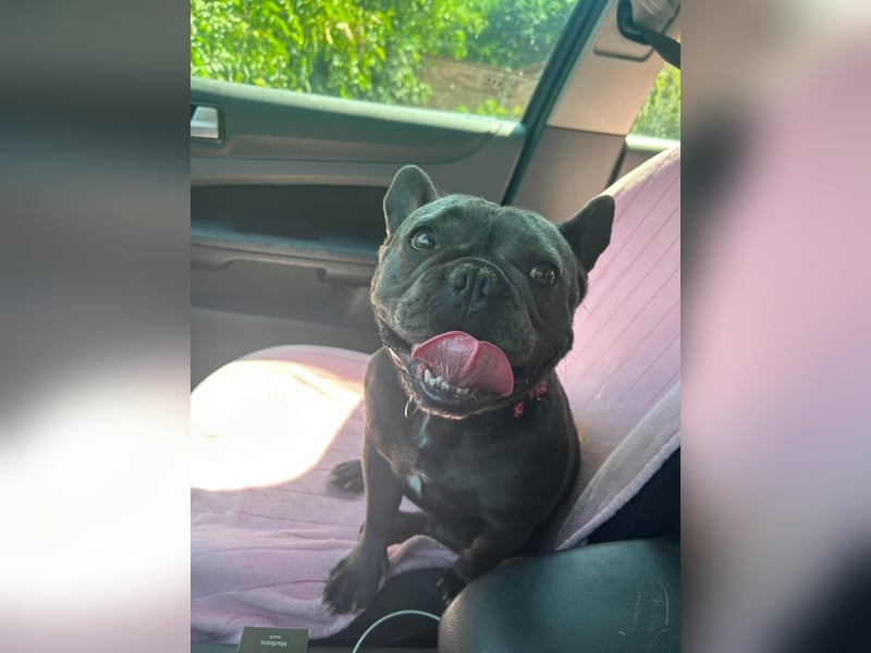 Elli, fröhliche, verspielte Französische Bulldogge geb 01/2025