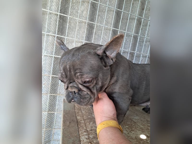 Csufi, kinderliebe Französische Bulldogge geb. 03/2021