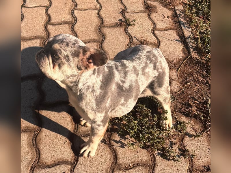 Gina, bildhübsche Französische Bulldogge geb. 01/2023