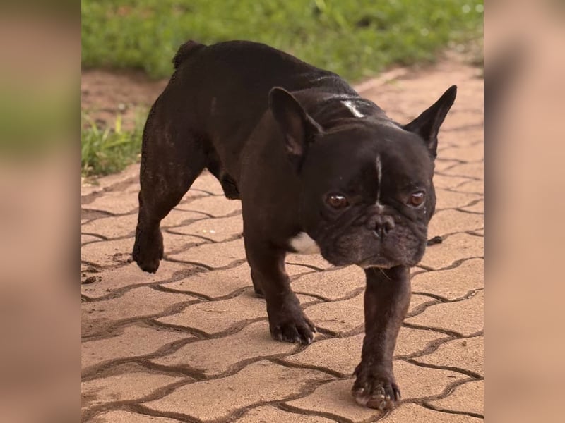Roni. liebevoller Französischer Bulldoggen Rüde geb. 08/2021