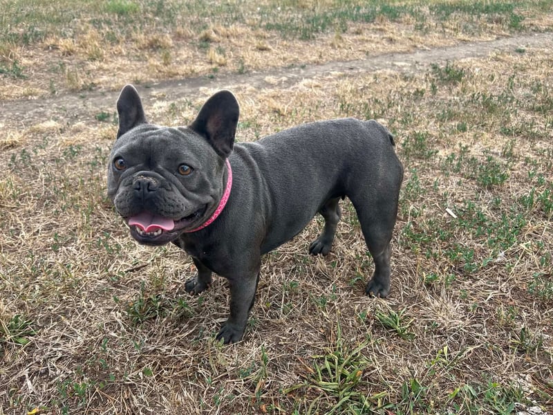 Elli, fröhliche, verspielte Französische Bulldogge geb 01/2025