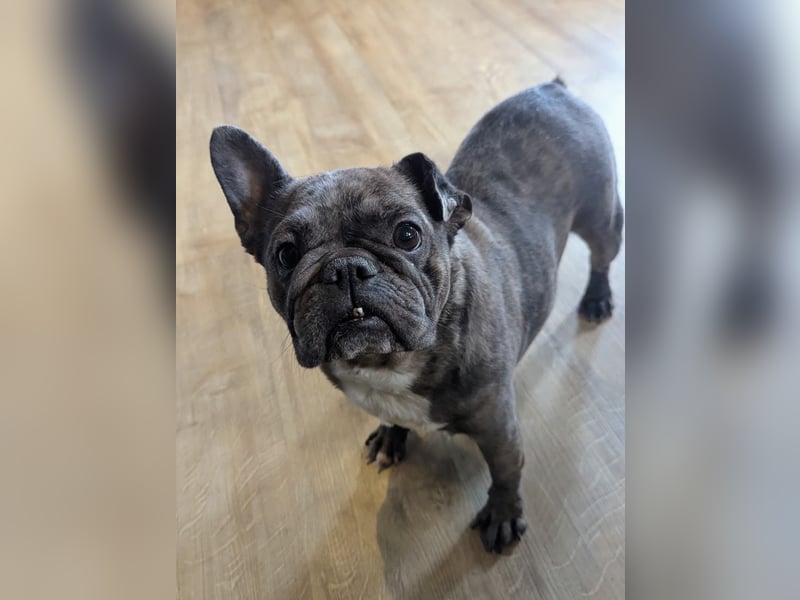 Irina, fröhliche Französische Bulldogge geb. 07/2021