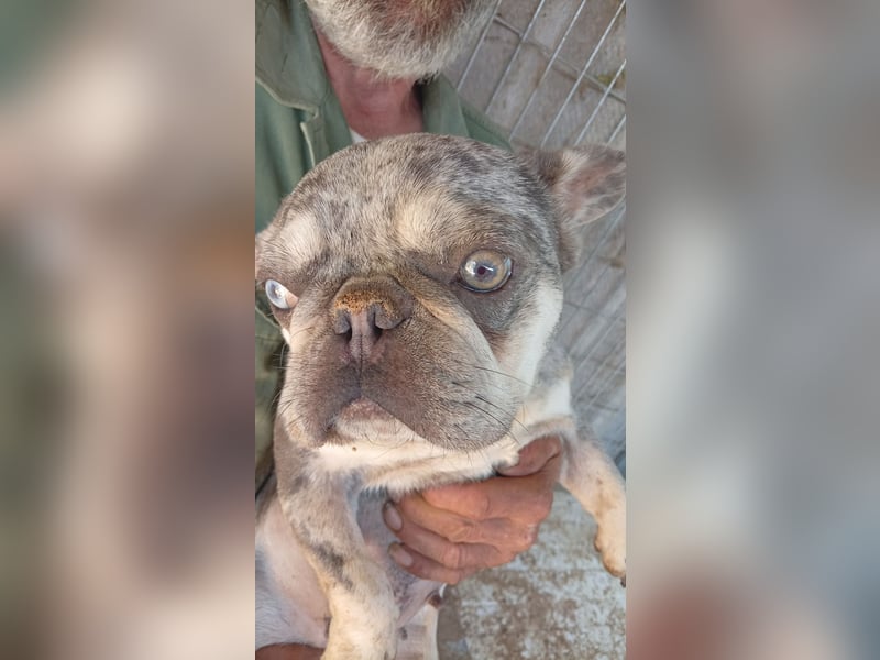 Gina, bildhübsche Französische Bulldogge geb. 01/2023