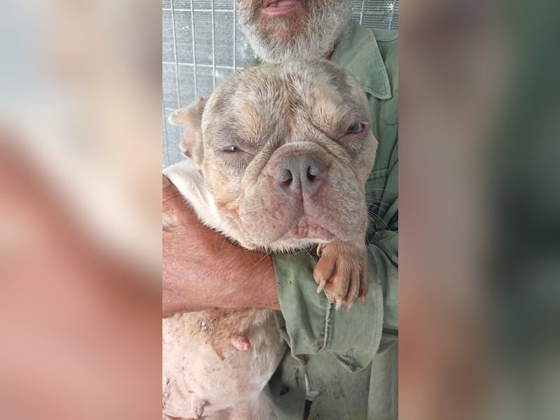 Radar, hübsche Merle Französische Bulldogge geb. 03/2025