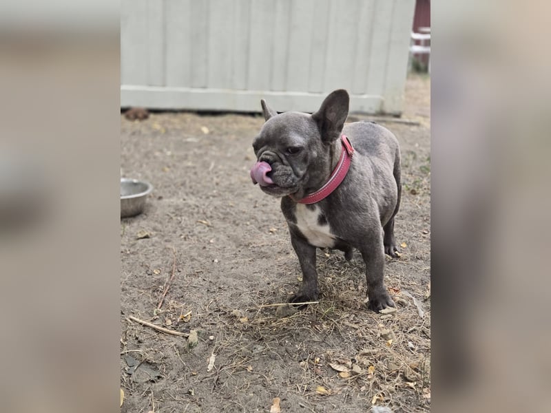 Micella, süße, liebe Französische Bulldogge geb. 04/2024