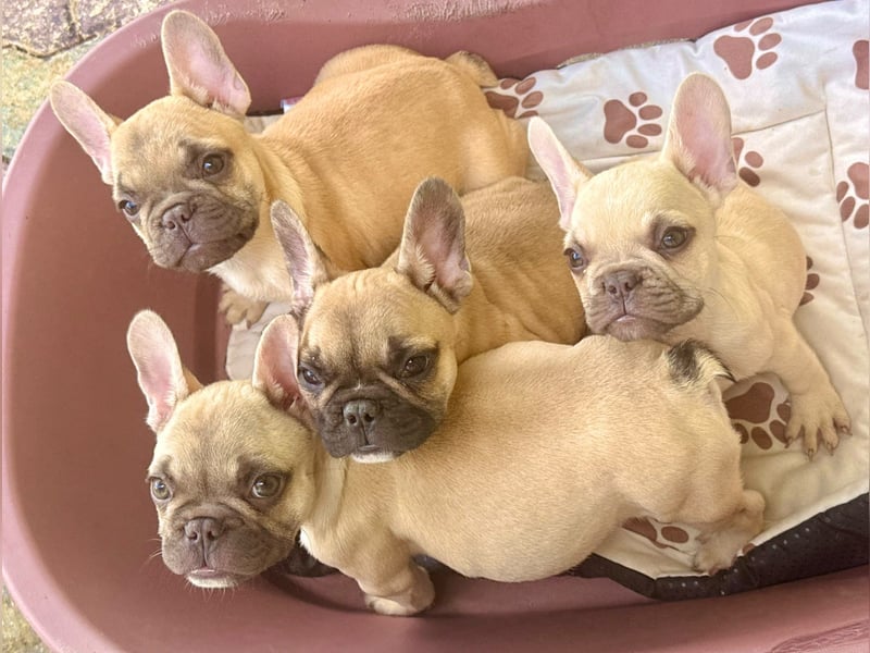 Charles, süßer Französisch Bulldoggen Welpe geb. 04/2026