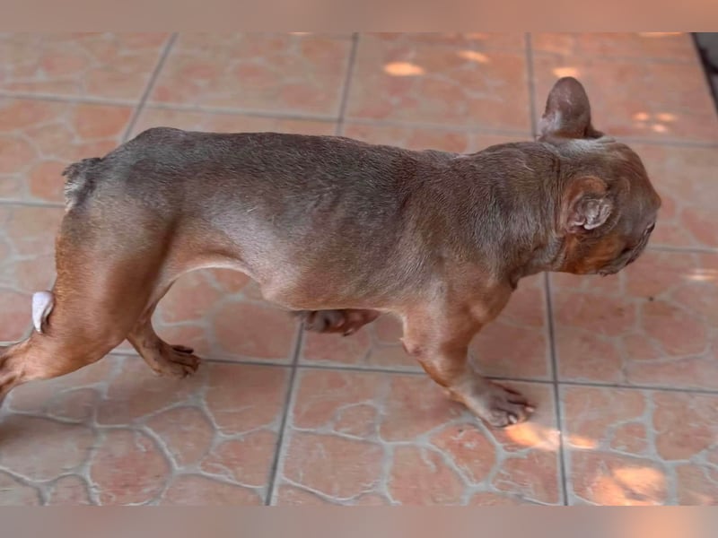Diamond, freundlicher Französische Bulldoggen Rüde geb. 04/2019
