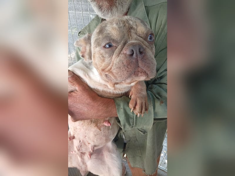 Radar, hübsche Merle Französische Bulldogge geb. 03/2025