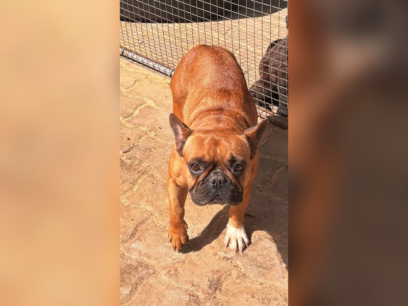 Aura, liebe, etwas schüchterne Französische Bulldogge geb. 06/2021
