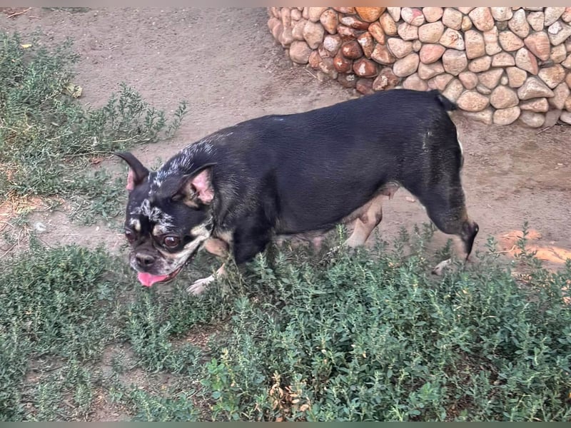 Silver, gut gelaunte Französische Bulldogge geb. 06/2021