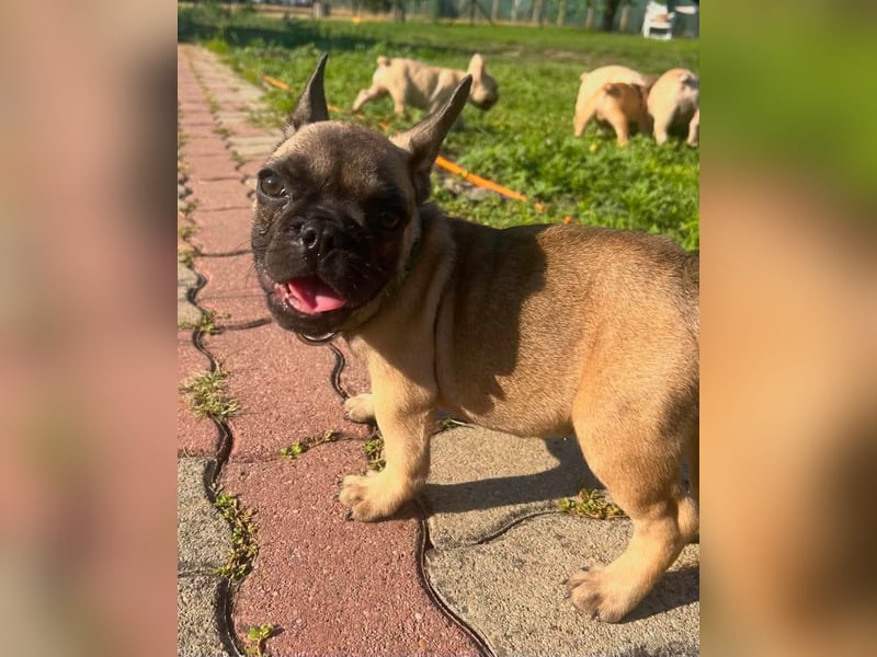 Charles, süßer Französisch Bulldoggen Welpe geb. 04/2026