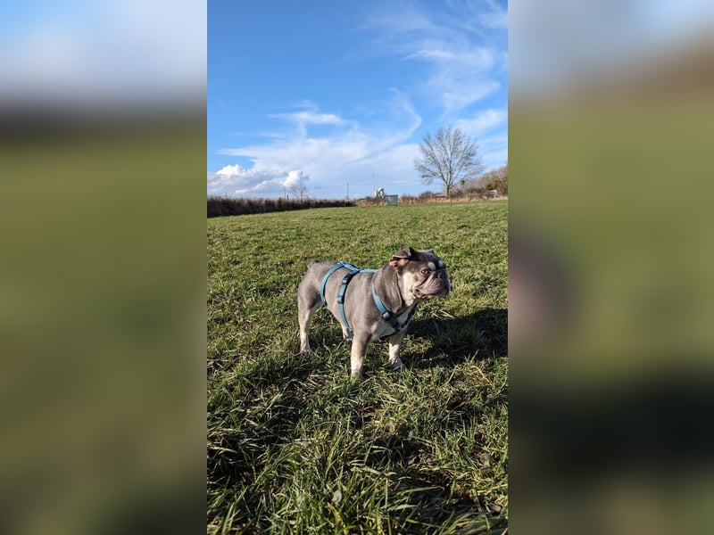 Mimi, tolle Französische Bulldogge geb. 2022