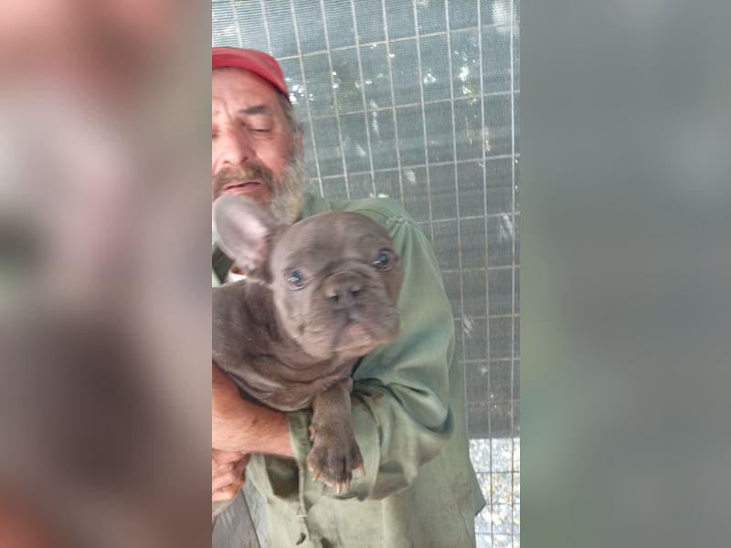 Chaplin, junger Französische Bulldoggen Rüde geb.03/2025