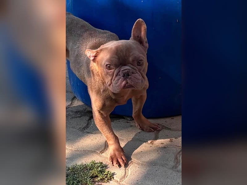 Diamond, freundlicher Französische Bulldoggen Rüde geb. 04/2019