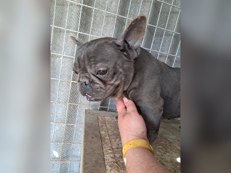Csufi, kinderliebe Französische Bulldogge geb. 03/2021