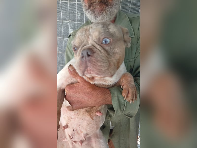 Radar, hübsche Merle Französische Bulldogge geb. 03/2025