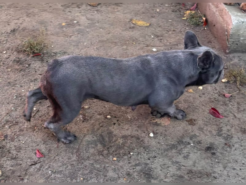Lili, schüchterne, ängstliche Französische Bulldogge geb. 01/2021