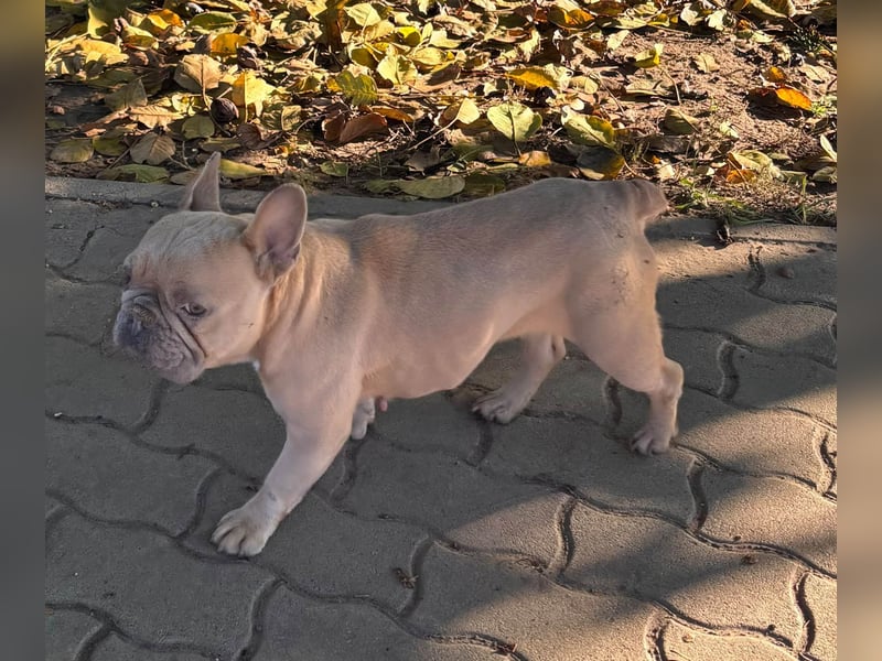 Pearl, freundliche, aufgeschlossene Französische Bulldogge geb. 05/2020