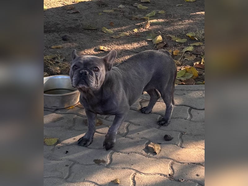 Lili, schüchterne, ängstliche Französische Bulldogge geb. 01/2021