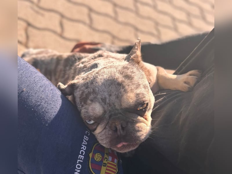 Gina, bildhübsche Französische Bulldogge geb. 01/2023