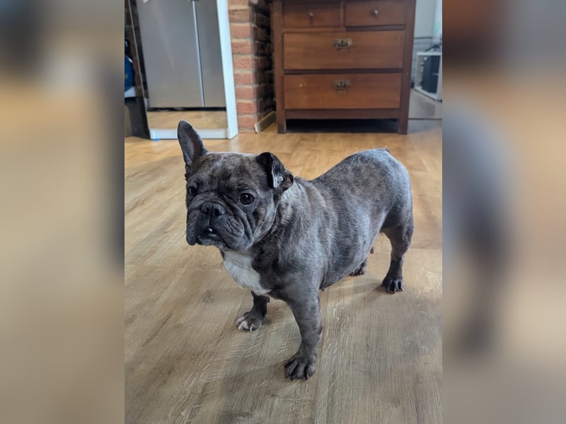 Irina, fröhliche Französische Bulldogge geb. 07/2021