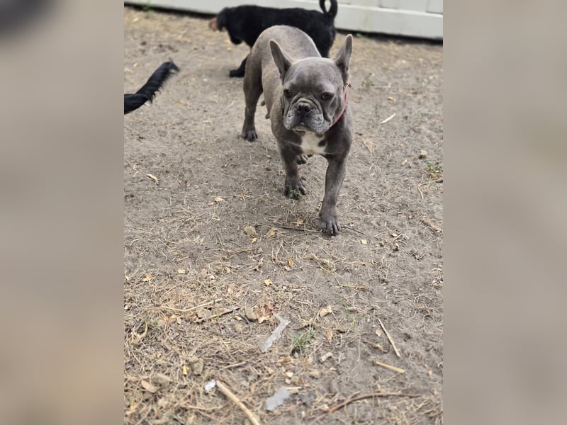 Micella, süße, liebe Französische Bulldogge geb. 04/2024