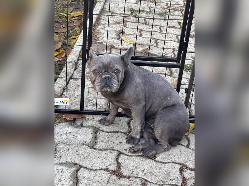Lili, schüchterne, ängstliche Französische Bulldogge geb. 01/2021