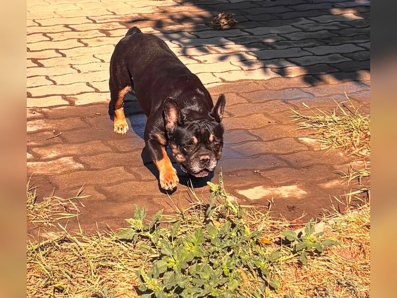 Star, fröhliche Französische Bulldogge geb. 09/2022
