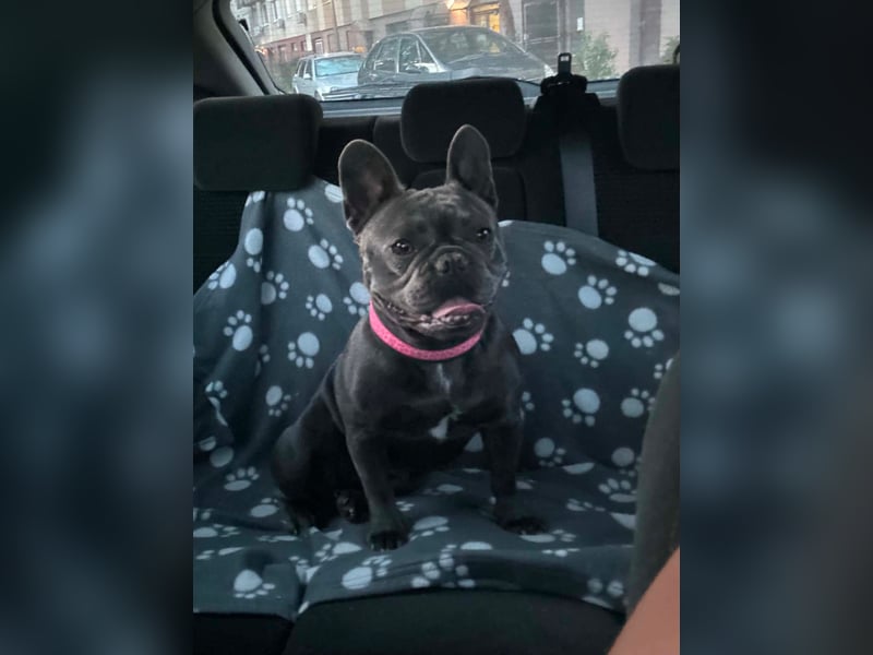 Elli, fröhliche, verspielte Französische Bulldogge geb 01/2025